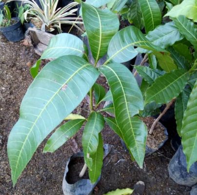 Bibit Mangga Mahatir Luwu Utara