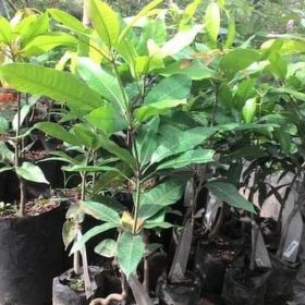 Bibit Mangga Manalagi Ada Aceh Singkil