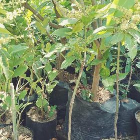 Bibit Mangga Manalagi Berbunga Cilegon