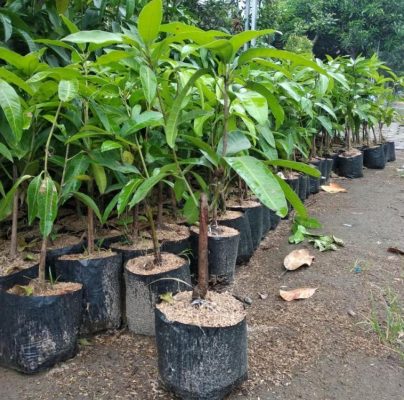 Bibit Mangga Manalagi Dua Dimensi Chokanan Tanggamus