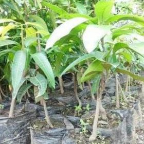 Bibit Mangga Manalagi Madu, Golek, Harumanis, Bangka Barat