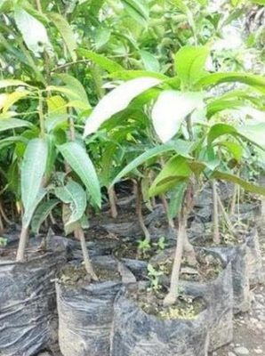 Bibit Mangga Manalagi Madu, Golek, Harumanis, Bangka Barat