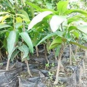 Bibit Mangga Manalagi Madu, Golek, Harumanis, F Dumai