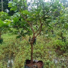 Bibit Mangga Manalagi Madu Ukuran Besar Cangkok Susu Bitung