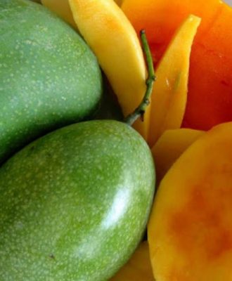 bibit mangga manalagi Malang