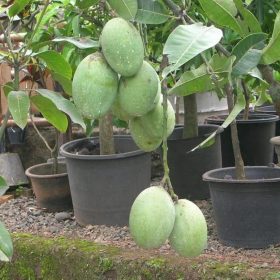 bibit mangga manalagi Maluku Utara