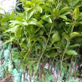 Bibit Mangga Manalagi Manis Murah Pandeglang