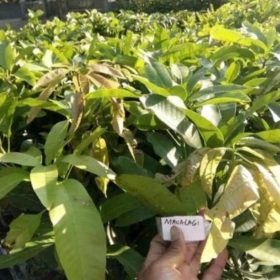 Bibit Mangga Manalagi Okulasi Pemalang
