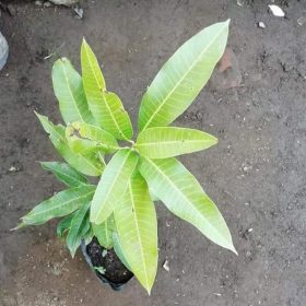 bibit mangga manalagi stek samcuk Sumatra Barat