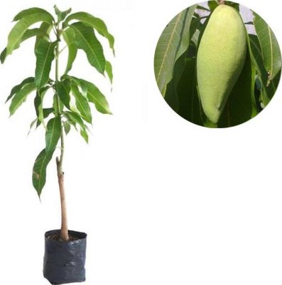 bibit mangga okyong Sulawesi Utara