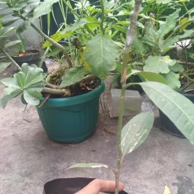 Bibit Mangga Red Ivory Ambon