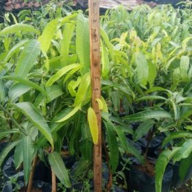 Bibit Mangga Red Ivory Asli Manokwari Selatan