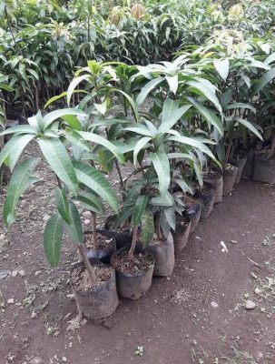 Bibit Mangga Red Ivory Asli Super Murah Banjarnegara