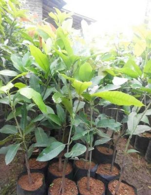 Bibit Mangga Red Ivory Giant Ogan Komering Ulu Timur
