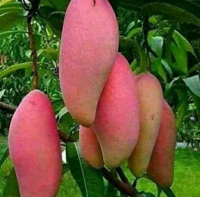 Bibit Mangga Red Ivory Kapuas Hulu