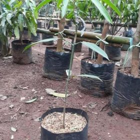 Bibit Mangga Red Ivory Spg Buton Selatan