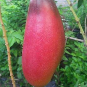 Bibit Mangga Red Ivory Tanaman Bojonegoro