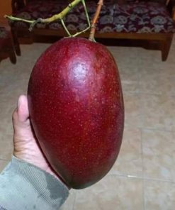 bibit mangga yuwen merah unik manis Jawa Timur