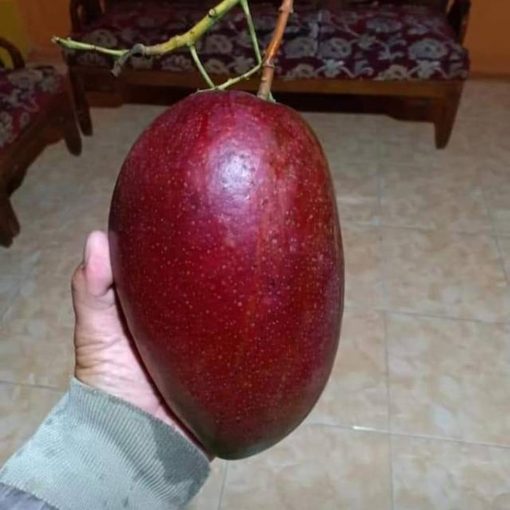 bibit mangga yuwen merah unik manis Jawa Timur