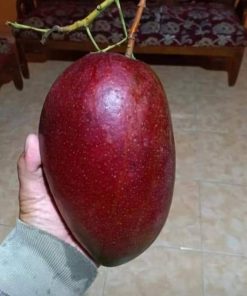 bibit mangga yuwen merah unik manis Sibolga