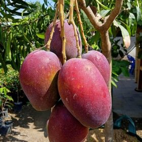 bibit mangga yuwen okulasi kualitas unggul Bengkulu