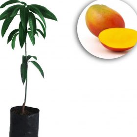 bibit mangga yuwen Padang Sidempuan