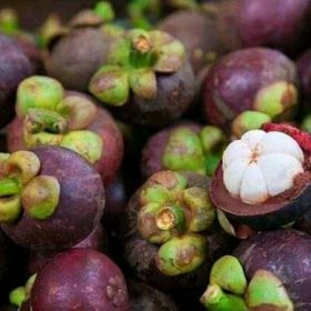 bibit manggis jepang Sabang