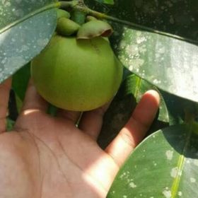 bibit manggis manis Kalimantan Barat