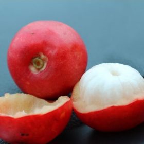 bibit manggis merah bibit buah tanaman Riau