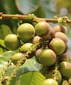 bibit matoa bibit tanaman buah unggul murah bergaransi Jawa Barat