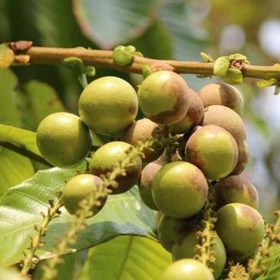bibit matoa bibit tanaman buah unggul murah bergaransi Jawa Barat
