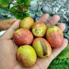 bibit matoa buah matoa bibit buah kelengkeng irian Pekanbaru