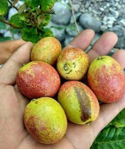 bibit matoa buah matoa bibit buah kelengkeng irian Pekanbaru