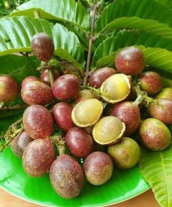 bibit matoa buah matoa bibit buah kelengkeng irian Sumatra Utara