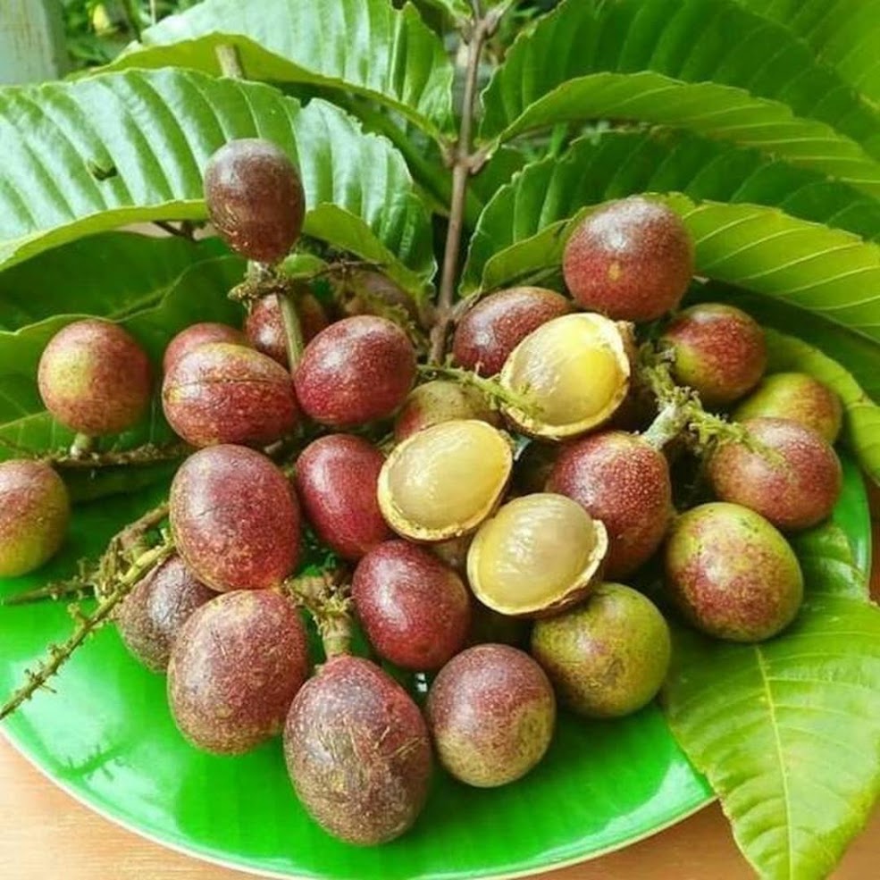 Gambar Produk bibit matoa buah matoa bibit buah kelengkeng irian Sumatra Utara
