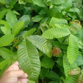 bibit matoa super Aceh