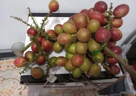 bibit matoa super cepat berbuah termurah bisa untuk tambulapot 1 kg muat 5 bibit Banjarmasin