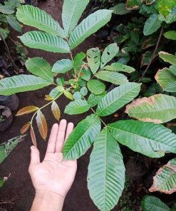 bibit matoa tanaman matoa Sumatra Utara