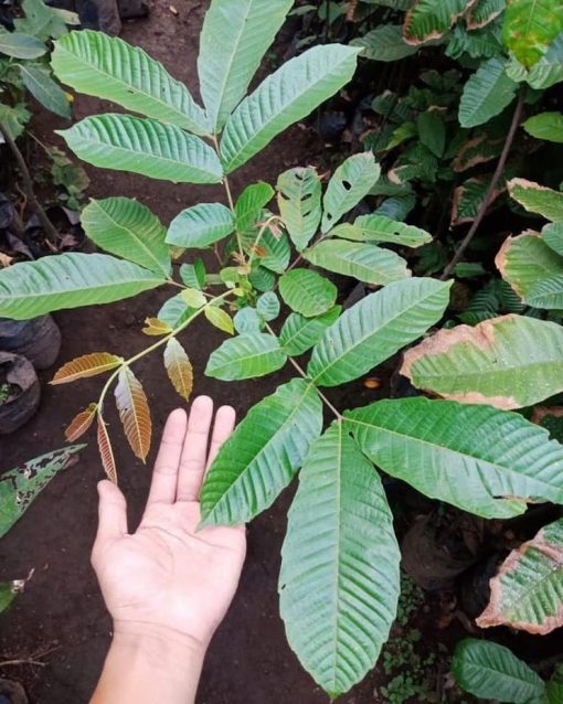 bibit matoa tanaman matoa Sumatra Utara