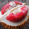 bibit murah durian merah super istimewa Banten