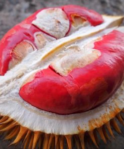 bibit murah durian merah super istimewa Banten
