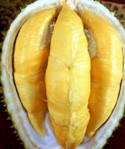 Bibit Musang King Durian Musangking Jumbo Unggulan Super Batang Pendek Pembibitan Duren Cepat Buah Pinrang