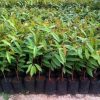 Bibit Musang King Durian Musangking Jumbo Unggulan Super Batang Pendek Pembibitan Duren Cepat Buah Tanah bumbu