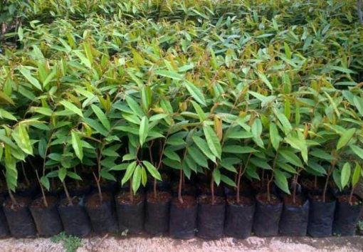 Bibit Musang King Durian Musangking Jumbo Unggulan Super Batang Pendek Pembibitan Duren Cepat Buah Tanah bumbu