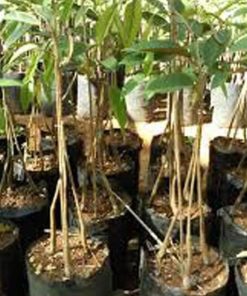 Bibit Musang King Tanaman Buah Durian Kaki Tiga Cirebon
