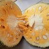 bibit nangka bangkok Sulawesi Selatan