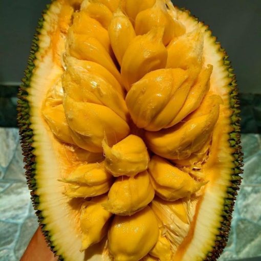bibit nangka cempedak bibit buah nangkadak okulasi cepat berbuah Sumatra Barat