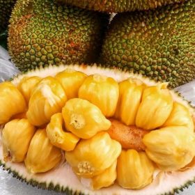 bibit nangka cempedak bibit nangkadak Aceh