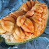 bibit nangka cempedak bibit nangkadak Sawahlunto