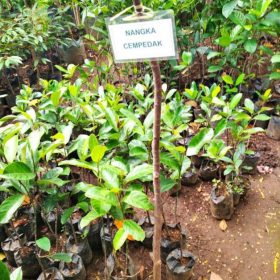 bibit nangka cempedak Tanjungpinang